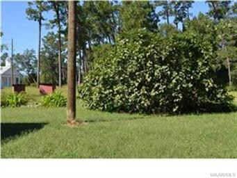 Many fruit trees, fig, pear, pecan