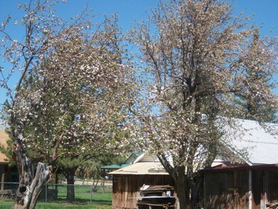 Apple trees, various