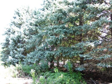 Large trees along road frontage