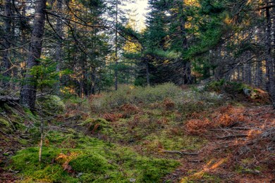 inwoods view (1)