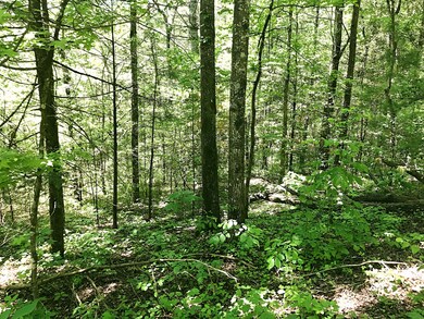 wooded lot 2