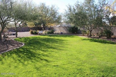 backyard grass 1