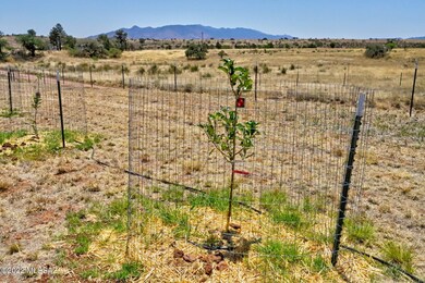 orchard_8