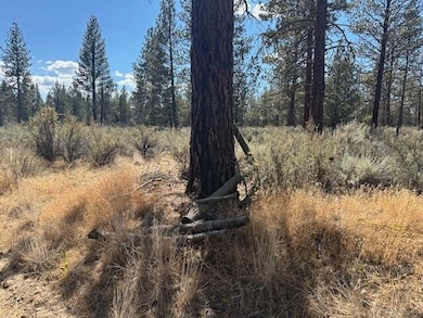 Juniper 1