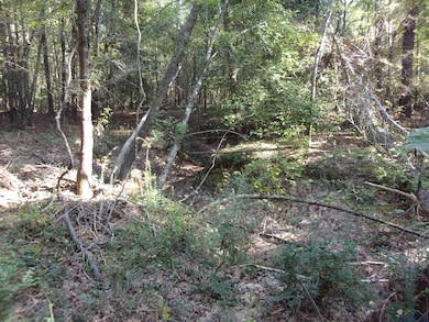 View of local wilderness