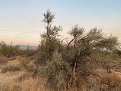 Crucifixion Thorn