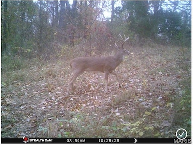View of local wilderness