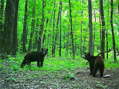 0 Madison 4099 unit 1322233, Crosses, AR 72727 - photo 3