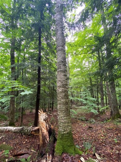 2899 Vermont 5a, Orleans, VT 05860 - photo 5