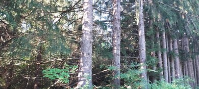 Front Road view