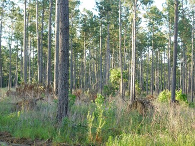 00 Hurst Tate Rd, Meigs, GA 31765 - photo 3