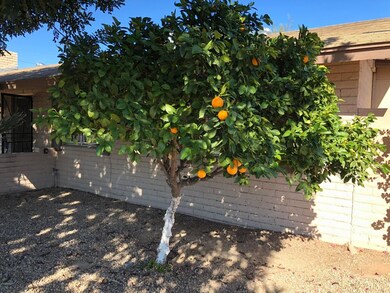 Orange Tree