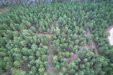 Lot 2 - TBD New Pine Rd, Johnsonville, SC 29555 - photo 4