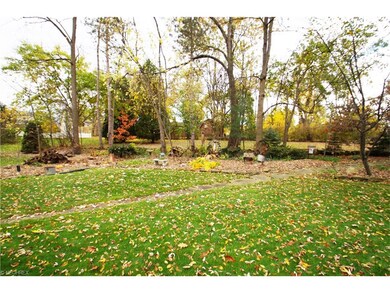 treed backyard