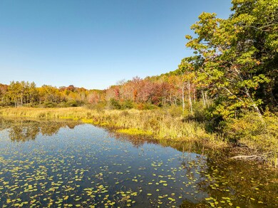 Lily Pond