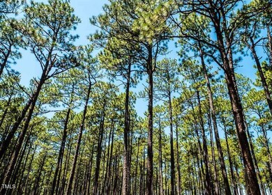 Boone Tree Pic