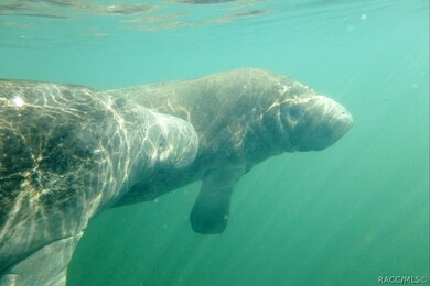Home of the Manatees