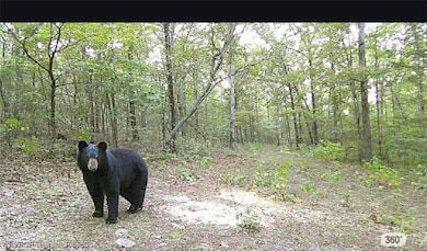 / Mickels Switch Rd, Danville, AR 72833 - photo 2