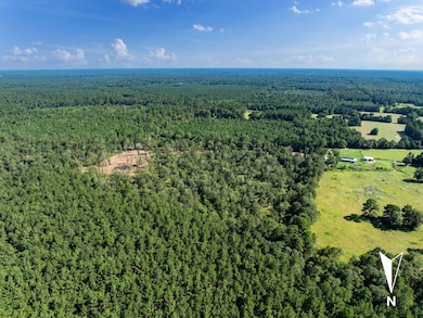 Drone / aerial view of a forest
