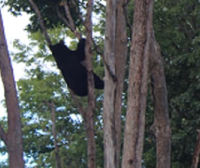 black bear in tree a