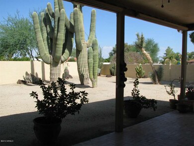 Giant saguaros in back yard
