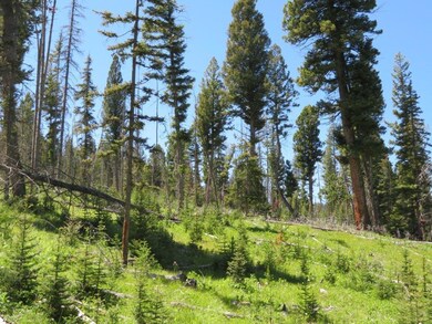 Silverstar Quartz Hill Rd, Wise River, MT 59762 - photo 4