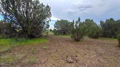 Mature Juniper Trees