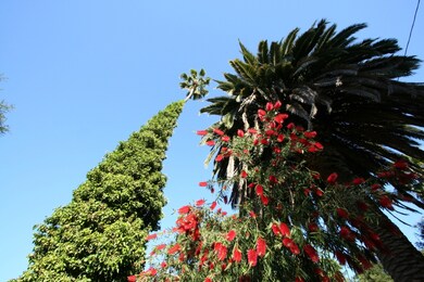 Original Ojai