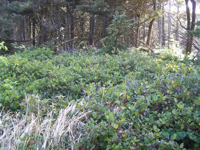 50' x 100' lot