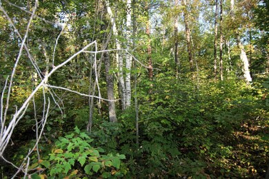 L4 B20 WB16 Summer Dr, Breezy Point, MN 56472 - photo 5