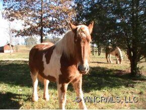 Neighbors Horse/Cattle Farm