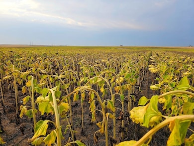 40500 E 144th Ave, Hudson, CO 80642 - photo 5