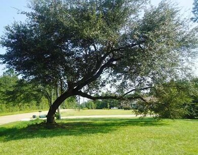 Yard. MAJESTIC OAKL GRACES THE FRONT OF THE LAWN
