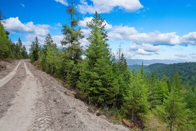 Freshly cut road gives access through the wooded terrain
