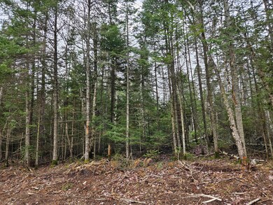 Cedar Property 3