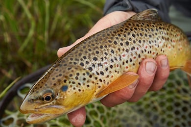 471 Wyoming 10, Woods Landing-Jelm, WY - photo 2