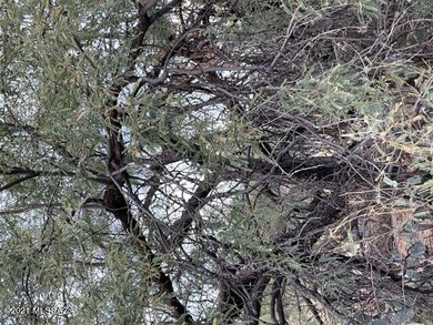 Another Mesquite Tree