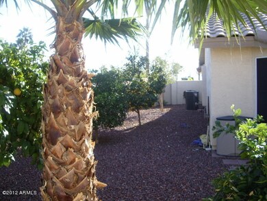 back yard