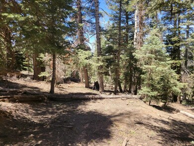 Driveway1