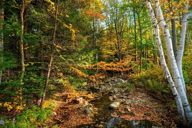 306 North Rd, Shelburne, NH 03581 - photo 6