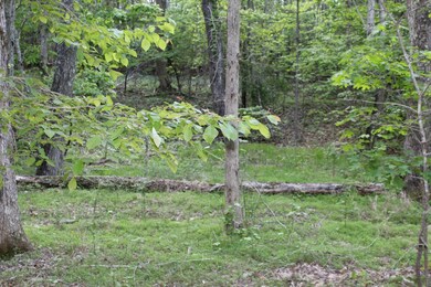 110 Compass Dr, Jasper, TN 37347 - photo 5