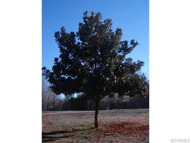 Magnolia tree in front yard