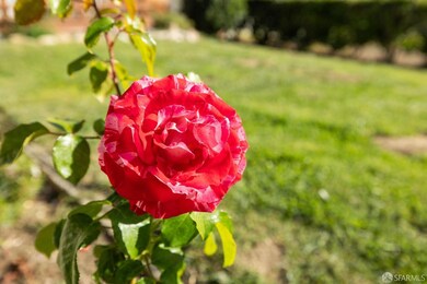 Rose bushes in front lawn area