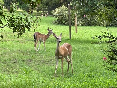 Lot 16 Hunters Hollow Dr, Mount Vernon, TX 75457 - photo 6
