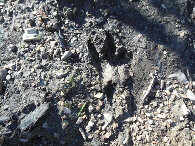 Tracks