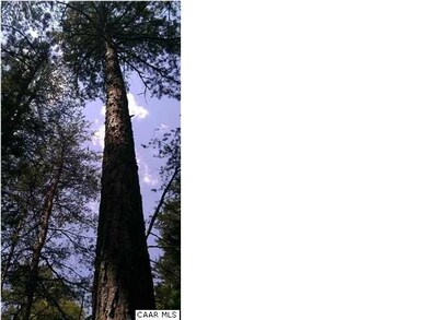 Example of pine on property