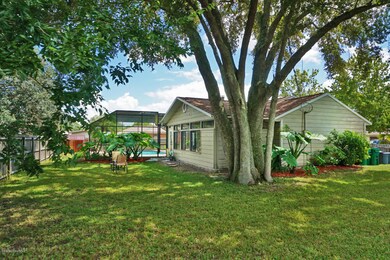 Mature Shade Tree
