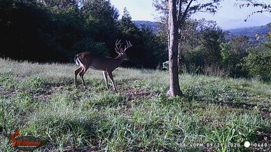 87 New Era Bluff Rd, Linden, TN 37096 - photo 4