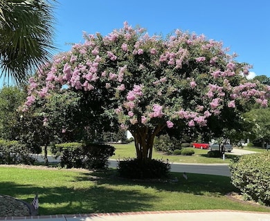 View of property's crepe myrtle featuring a lawn