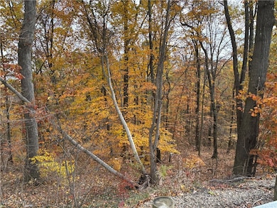 View of local wilderness